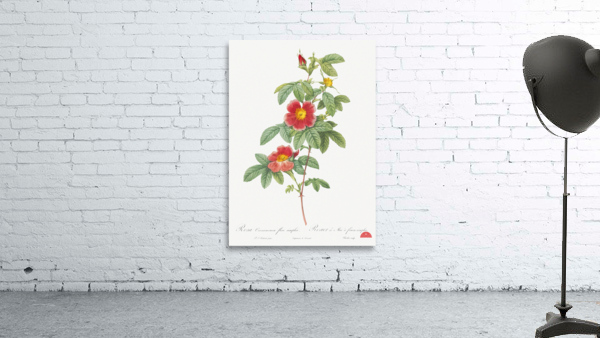 Blooming single may rose Wall Preview