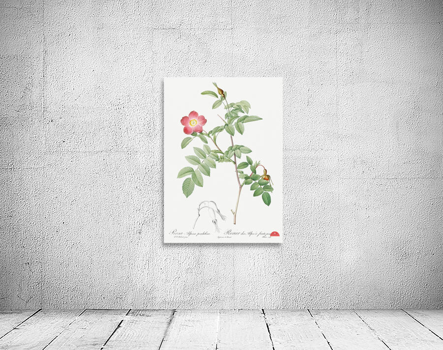 Pink alpine rose Wall Preview