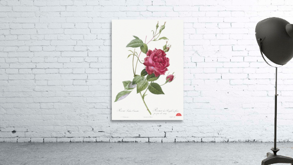 Red bengal rose Wall Preview