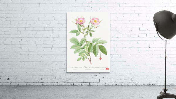 Pink alpine roses Wall Preview