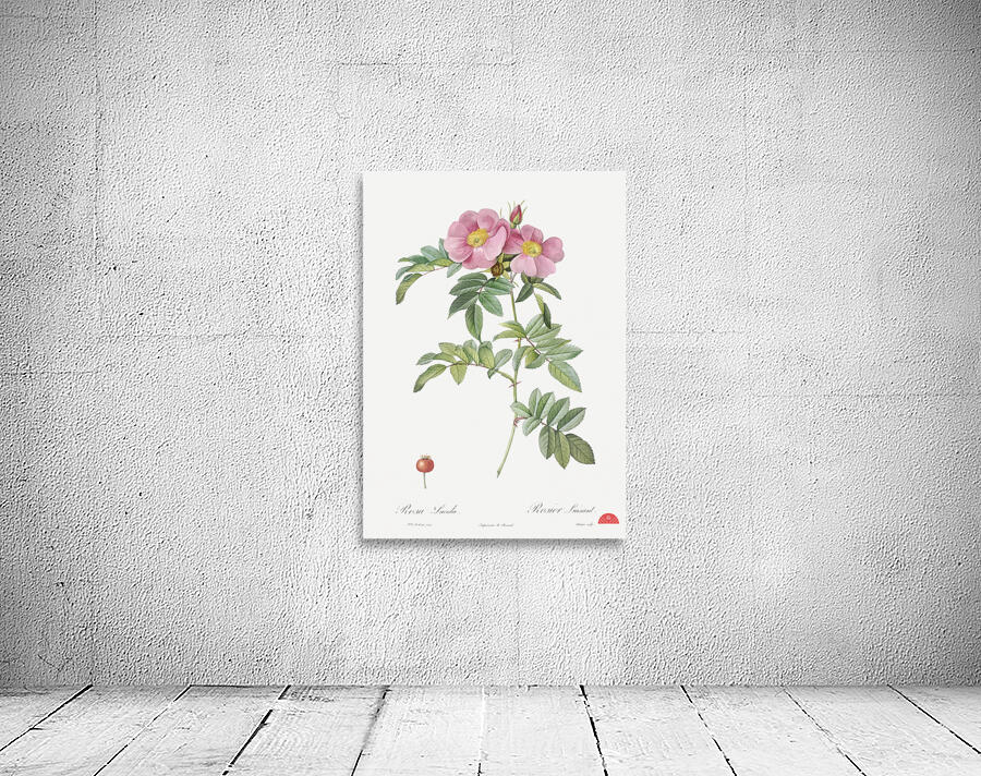 Rosa lucida rose Wall Preview