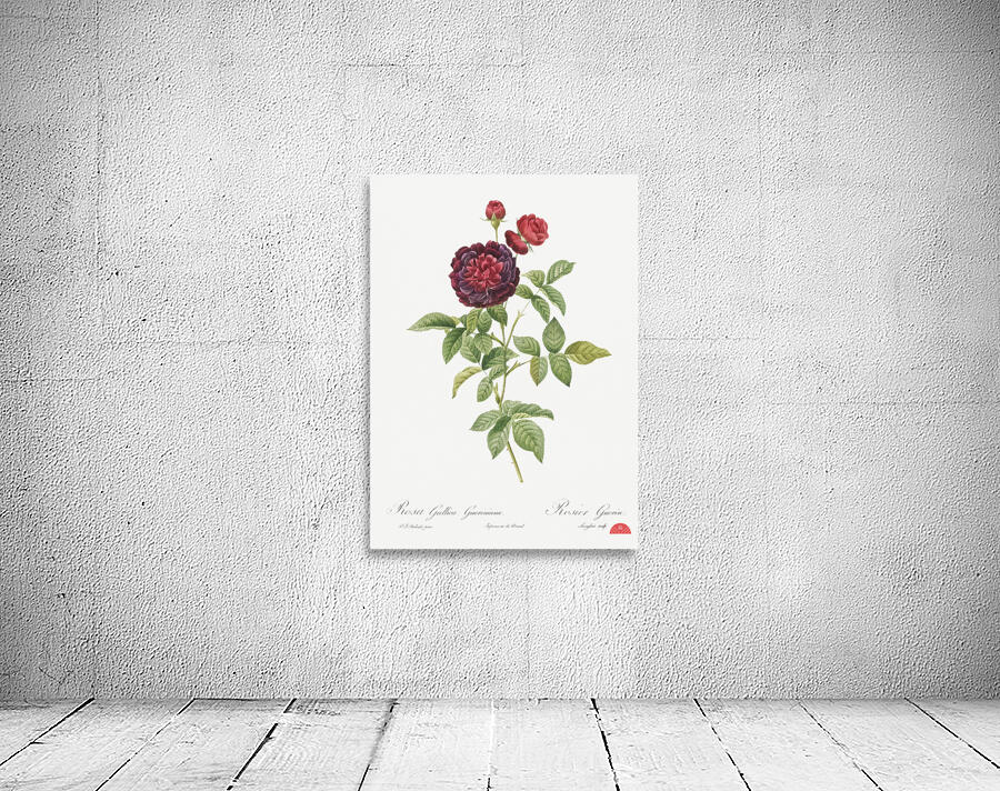 One hundred leaved rose Wall Preview