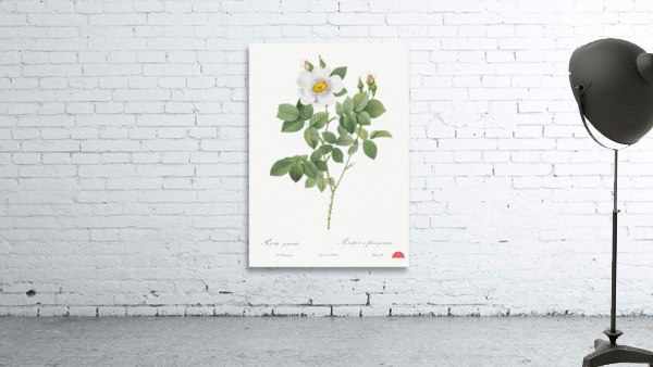 Blooming white roses Wall Preview