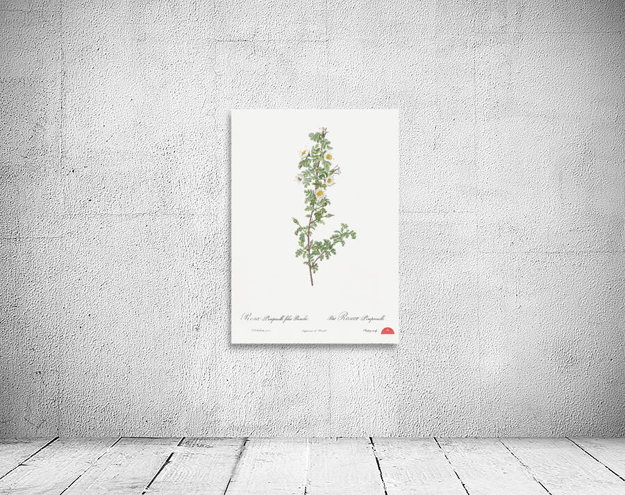 White burnet roses Wall Preview