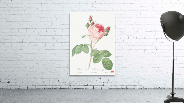 Vintage Provence rose Wall Preview