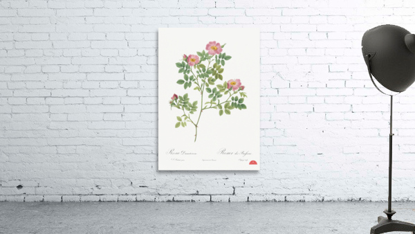 Vintage Provence rose Wall Preview
