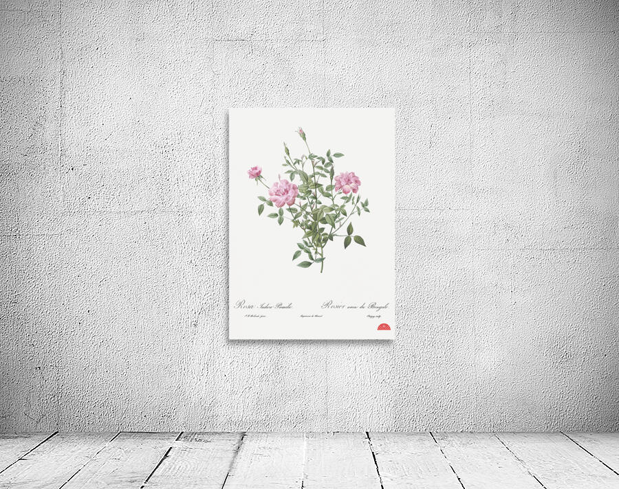 Vintage dwarf rosebush rose Wall Preview