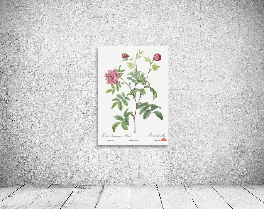 Vintage cinnamon rose Wall Preview