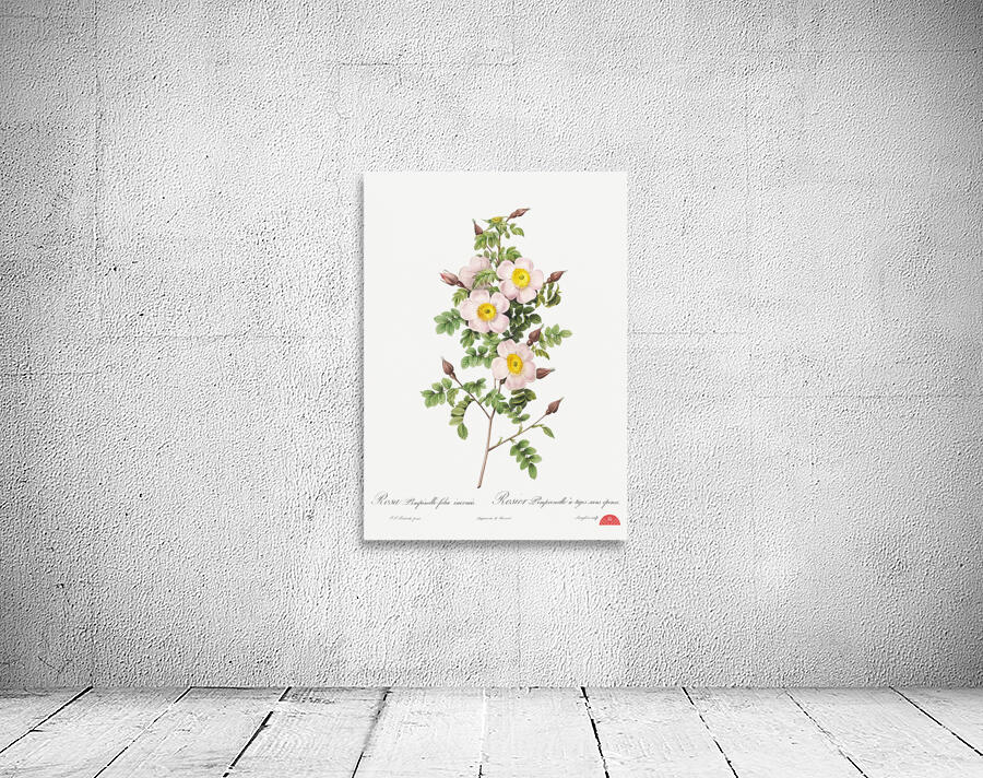 Vintage thornless Burnet rose Wall Preview