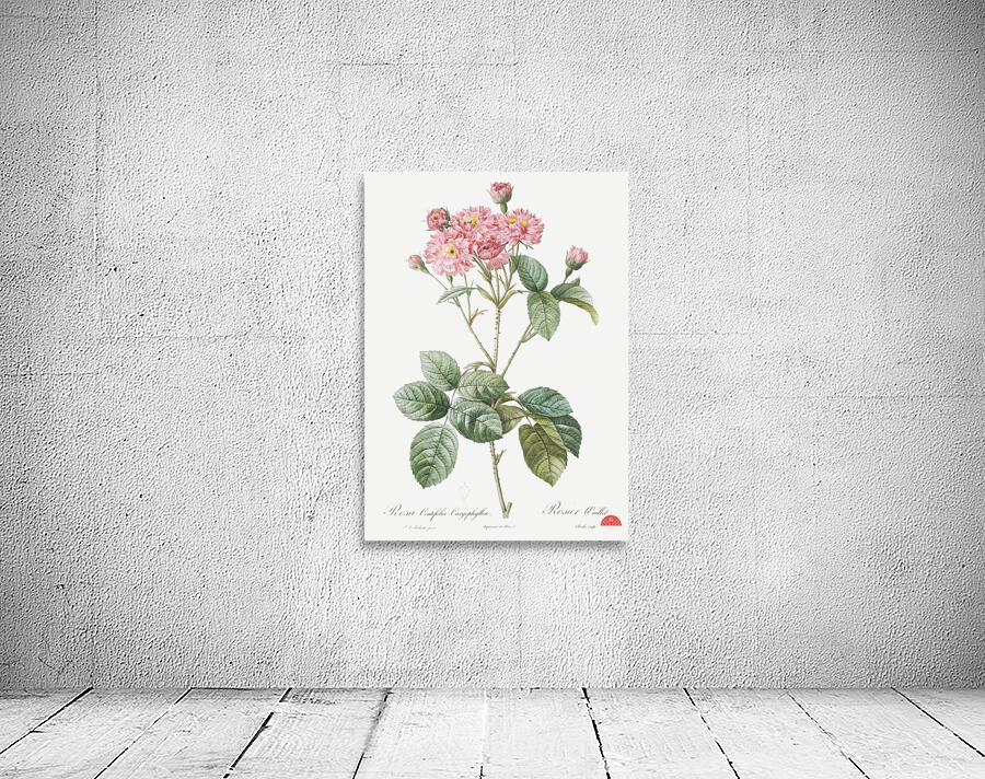 Vintage pink rosebush Wall Preview