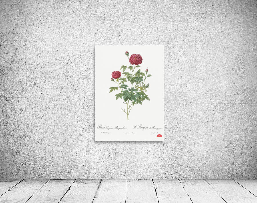 Burgundy cabbage rose in bloom Wall Preview