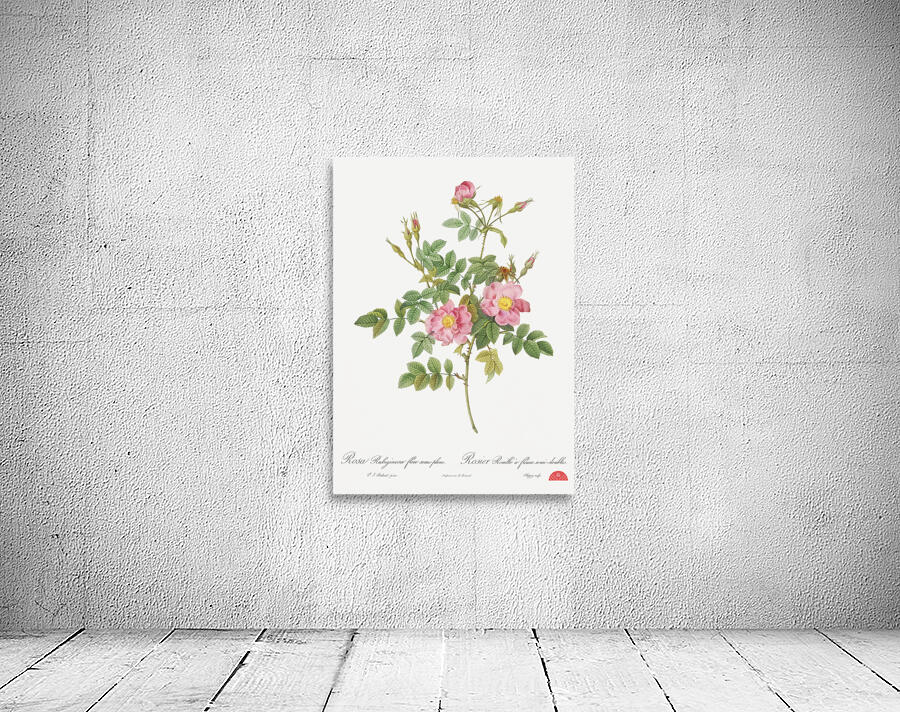 Burgundy cabbage rose in bloom Wall Preview