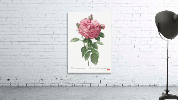 Burgundy cabbage rose in bloom Wall Preview