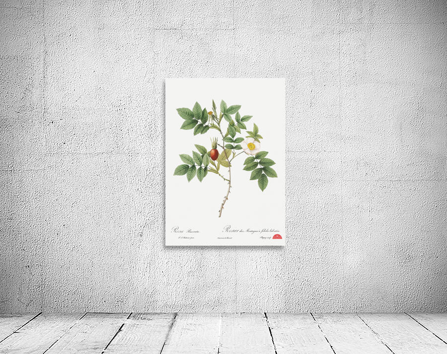 Mountain rose in bloom Wall Preview