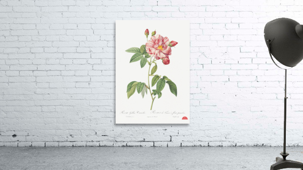 Pink french rosebush Wall Preview