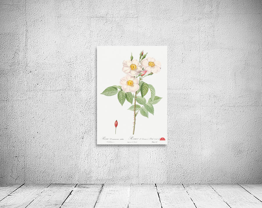 Blooming damask roses Wall Preview