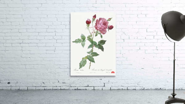Blooming pink cabbage rose Wall Preview