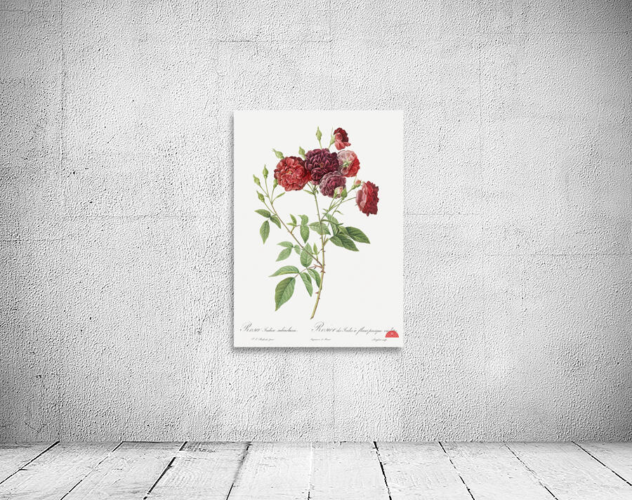 Ternaux rose in bloom Wall Preview