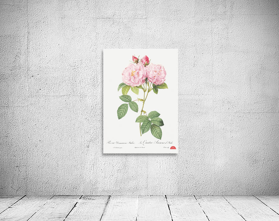 Vintage Leschenaults Rose Wall Preview