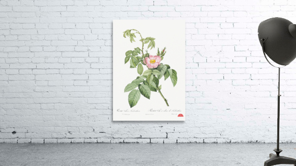 Pink apple rose in bloom Wall Preview
