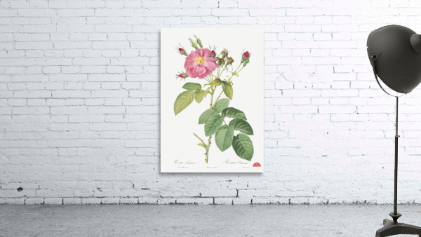 Pink roses in bloom Wall Preview
