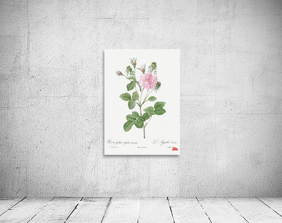 Pink agatha rose Wall Preview