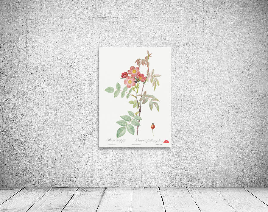 Vintage Rosa glauca rose Wall Preview