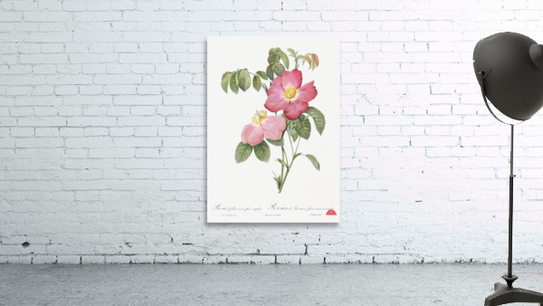 Pink french rose Wall Preview