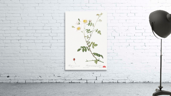 White field roses Wall Preview