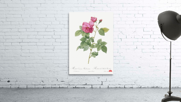 Pink bourbon roses Wall Preview