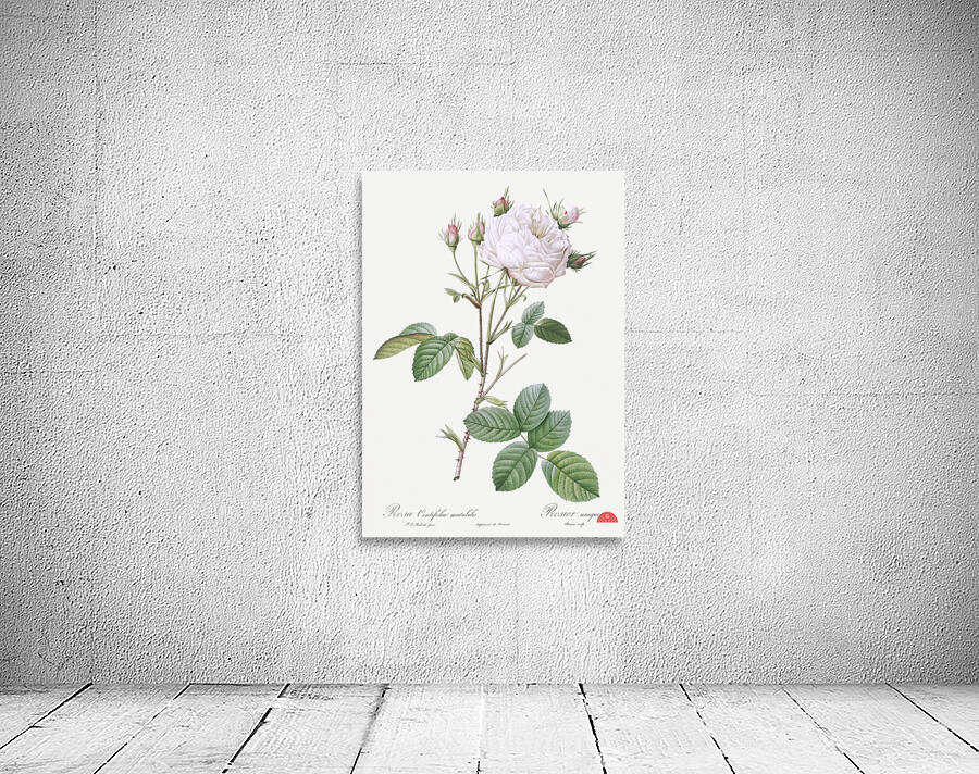 Pink bourbon roses Wall Preview