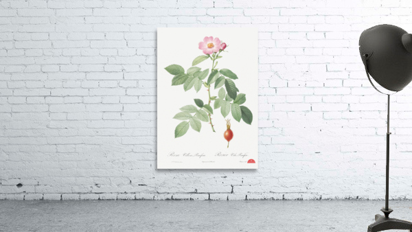 Pink apple rose Wall Preview