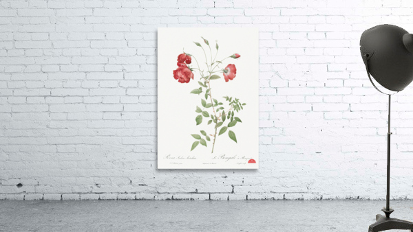 Vintage red rose Wall Preview