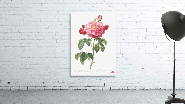 Vintage french rose Wall Preview