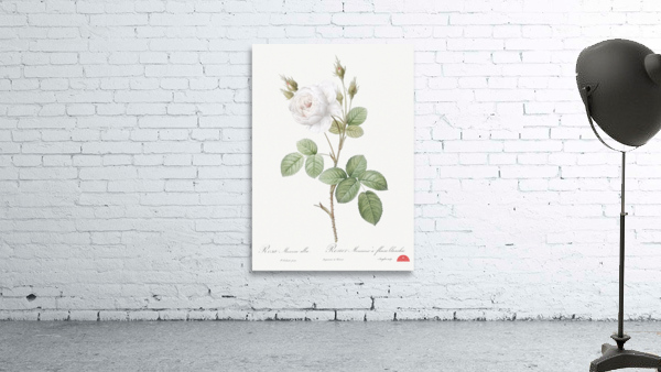 White misty rose Wall Preview