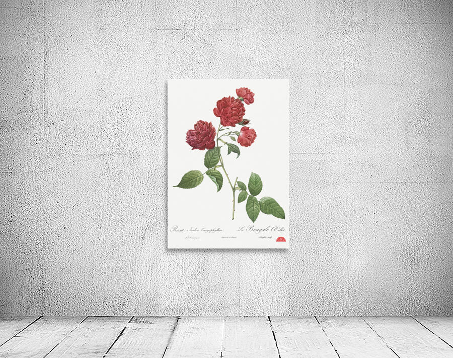 Anemone flowered rose Wall Preview