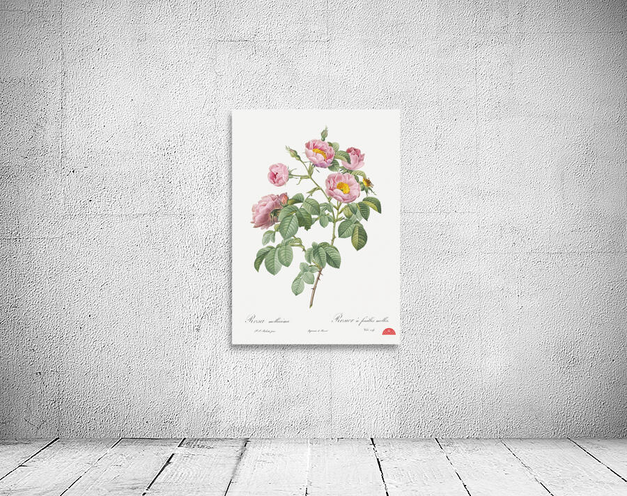 Pink roses in bloom Wall Preview