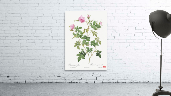 Pink flowering rosebush Wall Preview