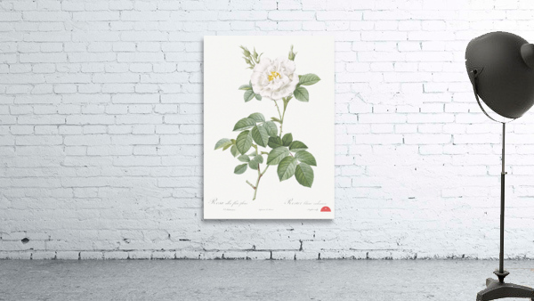 Blooming white rose Wall Preview