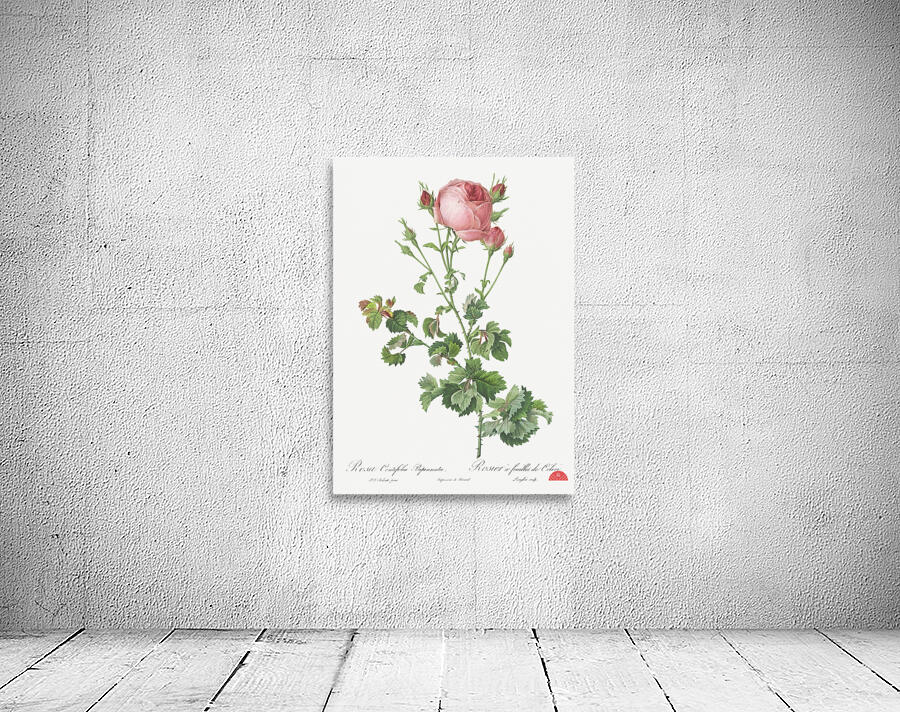 Blooming pink rosebush Wall Preview