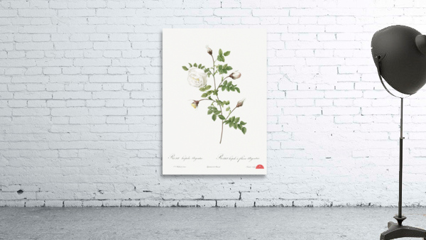 Hispid rose in bloom Wall Preview