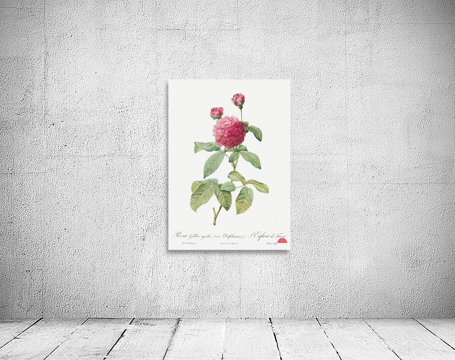 Agatha rose in bloom Wall Preview