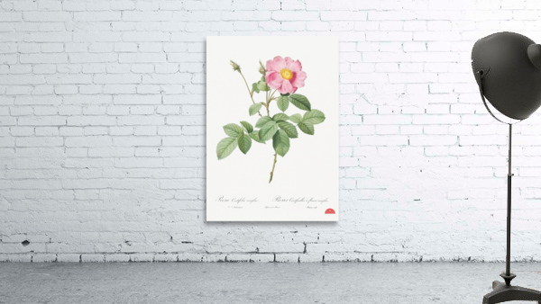 Vintage cabbage rose poster Wall Preview