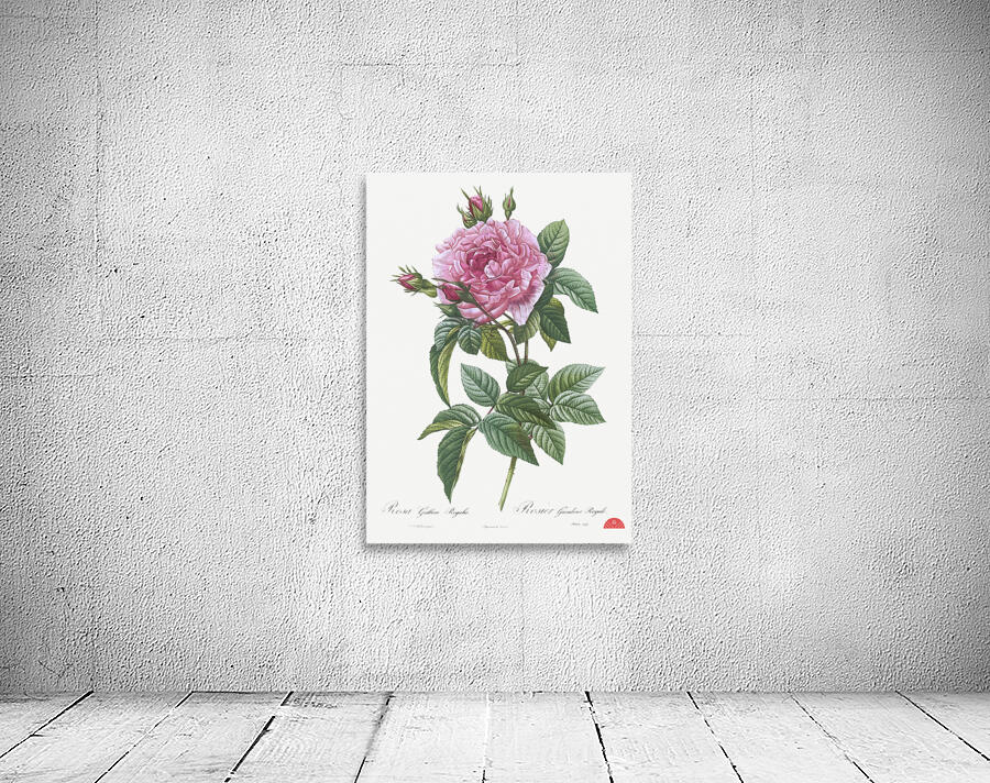 Vintage cabbage rose poster Wall Preview