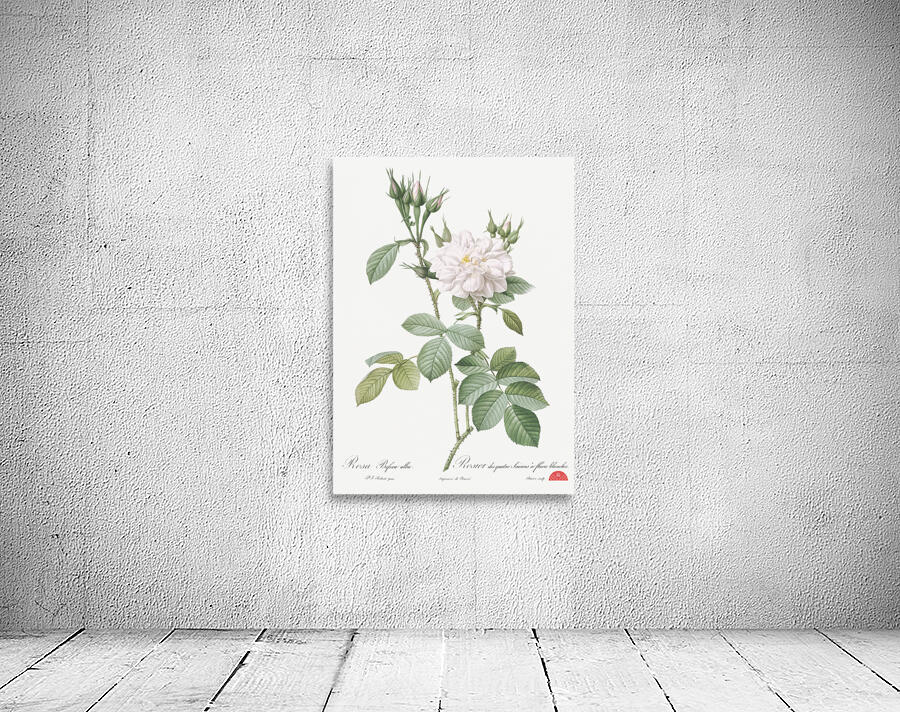 Blooming autumn damask rose Wall Preview