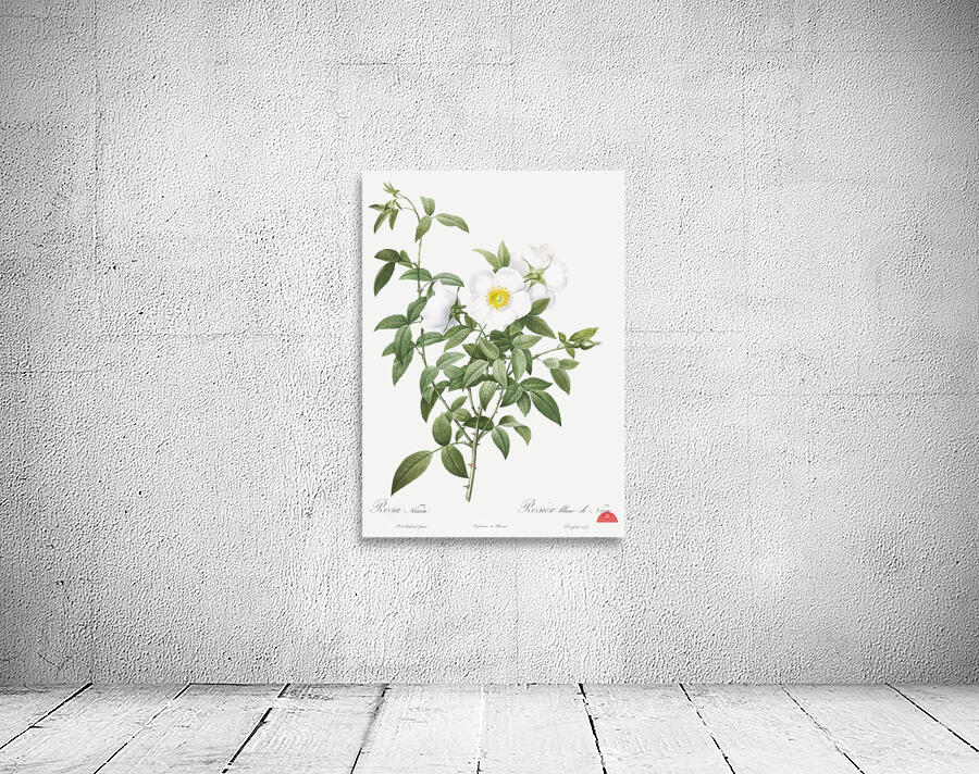 Blooming white roses Wall Preview