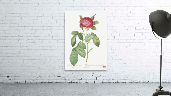 Red gallic rose Wall Preview