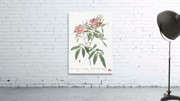 Pink swamp roses Wall Preview