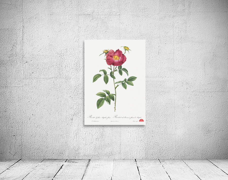 Stapelia rose in bloom Wall Preview