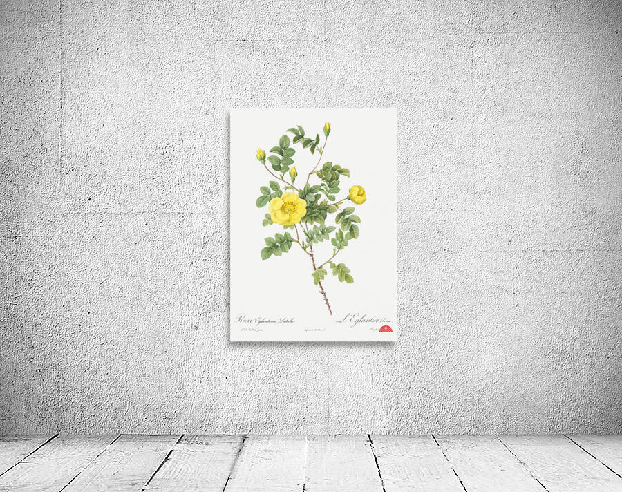 Yellow sweetbriar rose Wall Preview